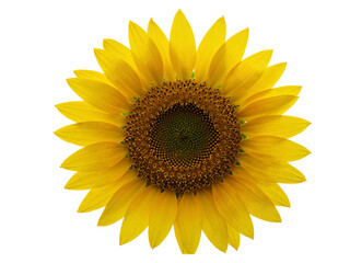 Obraz premium A vibrant yellow sunflower with a detailed brown center isolated on transparent background