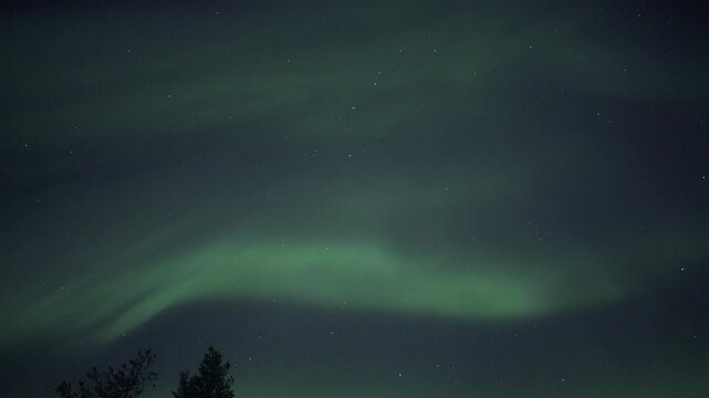 Auroras above treetops, real-time video