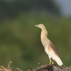 Indian Pond Heron Ardeola grayii flight flying fly  breeding plumage wetland bird Pakistan marshes paddyfields patient hunter South Asia wildlife nature photography birding conservation biodiversity