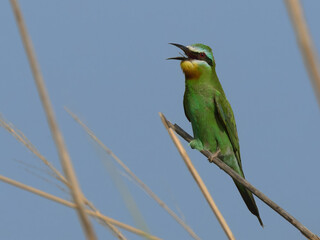 Blue-cheeked Bee-eater (Merops persicus).
Summer visitor to Pakistan colorful migratory bird insect hunter in flight Pakistan wetlands South Asia wildlife nature photography birding conservation 