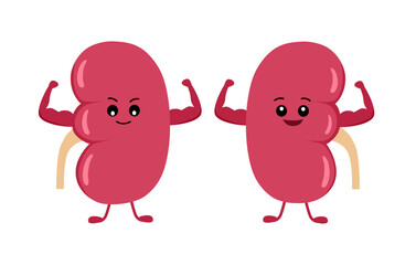 Happy cute smiling healthy kidney.Vector flat cartoon character illustration icon design.Show muscle biceps healthy strong kidneys organ baby,kids,children face concept. Isolated on white background