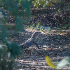 Indian Bengal Monitor Lizard Varanus bengalensis in arid desert cultivated habitat Pakistan large terrestrial reptile threatened poaching illegal wildlife trade Scaly texture camouflage