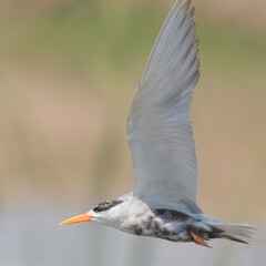 Black-bellied Tern Sterna acuticauda 

Endangered on IUCN Red List of Threatened Birds.Small, elegant,black belly,white body, orange bill.Rivers,wetlands.Eats fish,insects in flight,agile dives