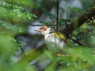 Common Tailorbird Orthotomus sutorius Pakistan olive green songbird with rust crown famed for leaf stitching nests urban garden gem vital insect controller