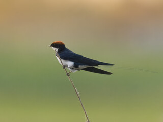 Wire-tailed Swallow Hirundo smithii Small, elegant bird with long, wire-like tail streamers. Glossy blue plumage. Found near water bodies, catches insects in flight with swift, graceful maneuvers