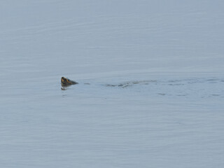 Brahminy River Turtle Crowned River Turtle Hardella thurjii Endangered IUCN Red List Threatened Species Indus River Pakistan freshwater turtle habitat loss poaching illegal trade South Asia wetland