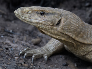 Indian Bengal Monitor Lizard Varanus bengalensis in arid desert cultivated habitat Pakistan large terrestrial reptile threatened poaching illegal wildlife trade Scaly texture camouflage