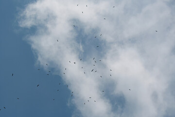 A soaring flock of migrating raptors circles high in the sky over Pakistan Indus Flyway, riding thermal currents. These powerful birds use rising warm air to conserve energy on long-distance journeys