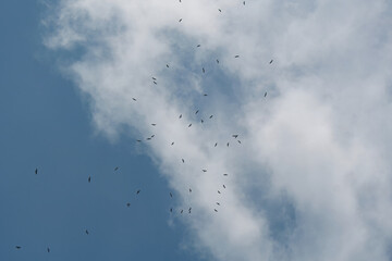 A soaring flock of migrating raptors circles high in the sky over Pakistan Indus Flyway, riding thermal currents. These powerful birds use rising warm air to conserve energy on long-distance journeys