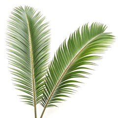 Obraz premium Elegant Phoenix dactylifera 'Date Palm Leaf' with Long, Feather-Like Green Fronds – Classic Foliage for Desert Landscapes, Tropical Gardens, and Botanical Photography
