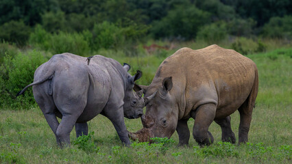 Obraz premium rhino in the wild