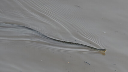 Checkered Keelback Fowlea piscator Asian water snake non venomous Indus River Pakistan swimming basking rivers ponds wetlands aggressive active predator found hunting small fish fishing farm
