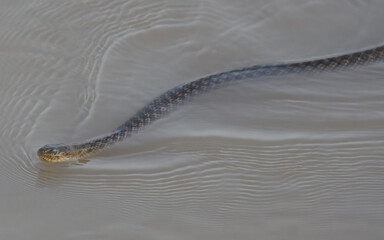 Checkered Keelback Fowlea piscator Asian water snake non venomous Indus River Pakistan swimming basking rivers ponds wetlands aggressive active predator found hunting small fish fishing farm