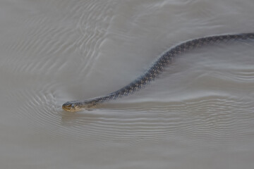 Checkered Keelback Fowlea piscator Asian water snake non venomous Indus River Pakistan swimming basking rivers ponds wetlands aggressive active predator found hunting small fish fishing farm