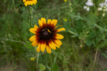 sonnenblume blume pflanze natur