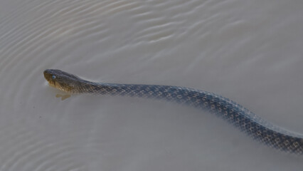 Checkered Keelback Fowlea piscator Asian water snake non venomous Indus River Pakistan swimming basking rivers ponds wetlands aggressive active predator found hunting small fish fishing farm