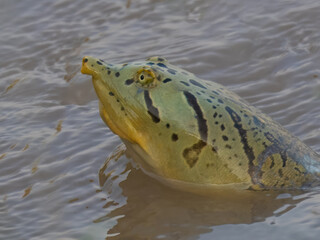 Indian Softshell Turtle Ganges Softshell Turtle Nilssonia gangetica Endangered IUCN Red List Threatened Species Indus River Pakistan freshwater habitat loss poaching illegal trade South Asia wetland