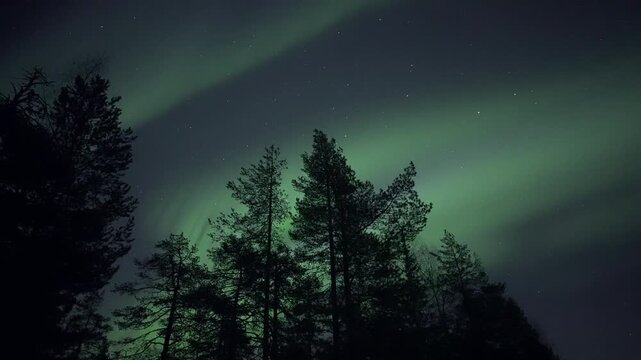 Auroras behind trees, real-time video