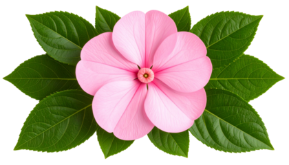 Single Pink Impatiens Flower with Leaves, Top View, Realistic Style, Isolated on Transparent Background.