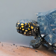 Black Pond Turtle Geoclemys hamiltonii Endangered IUCN Red List Threatened Species Indus River Pakistan freshwater turtle habitat loss poaching illegal trade South Asia reptile wetland