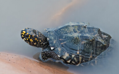 Black Pond Turtle Geoclemys hamiltonii Endangered IUCN Red List Threatened Species Indus River Pakistan freshwater turtle habitat loss poaching illegal trade South Asia reptile wetland
