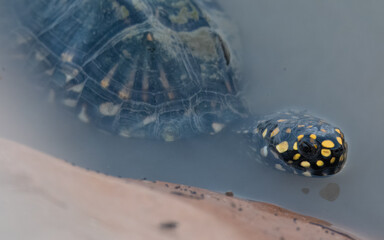 Black Pond Turtle Geoclemys hamiltonii Endangered IUCN Red List Threatened Species Indus River Pakistan freshwater turtle habitat loss poaching illegal trade South Asia reptile wetland