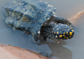 Black Pond Turtle Geoclemys hamiltonii Endangered IUCN Red List Threatened Species Indus River Pakistan freshwater turtle habitat loss poaching illegal trade South Asia reptile wetland