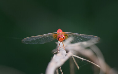 Dragonfly rests near crops trees village field in Pakistan common rural farmland dragonflies natural pest hunters familiar sight warm humid cultivated areas
