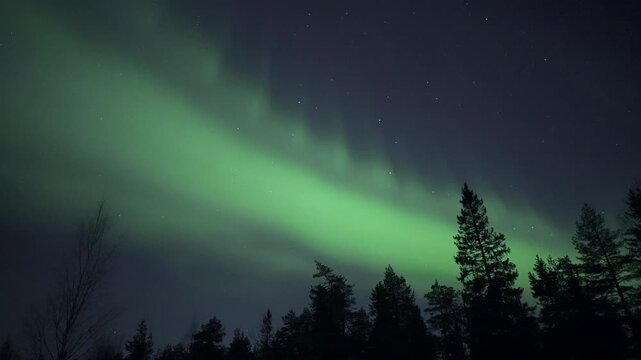 Auroras rising above treetops, real-time video