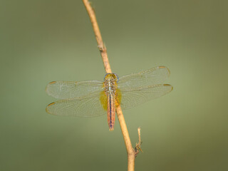 Dragonfly rests near crops trees village field in Pakistan common rural farmland dragonflies natural pest hunters familiar sight warm humid cultivated areas