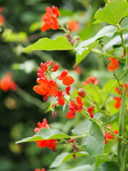 Runner beans growing and flowering on an allotment plot
