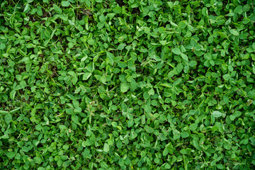 Obraz premium 三つ葉のクローバーが地面一杯