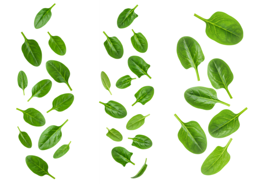spinach leaves falling down set PNG. Organic green spinach leaves flying in mid air isolated. Spinach leaf vegetable PNG.  Healthy leafy greens falling isolated for nutrition and diet visuals