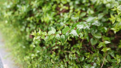 Close-Up of Vibrant Green Leaf with Water Droplets in Sunlight