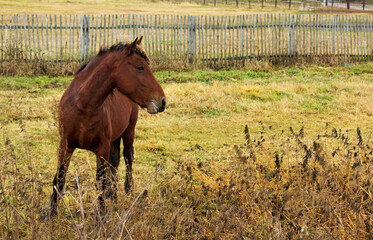 Horse in the countryside in autumn.