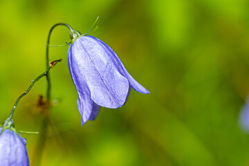 Makroaufnahme eines Blütenkelchs