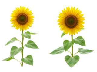 Two bright yellow sunflowers with green leaves and stems isolated on transparent background