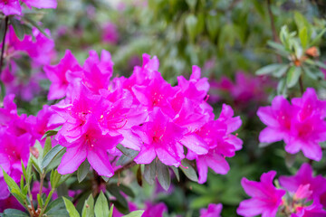 ピンク色のツツジ