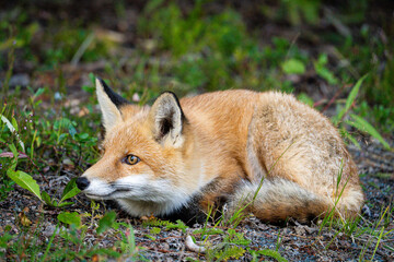 Nahaufnahme eines Fuchs in freier Natur