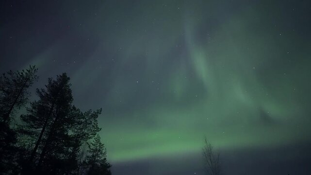 Auroras above treetops, real-time video