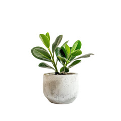 Close-up of a houseplant in a textured pot