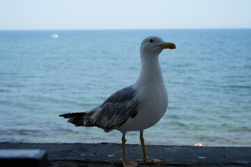 Seagull standing by the sea with blue ocean and clear sky in the background. Coastal wildlife scene and peaceful marine atmosphere.