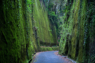 緑の苔い包まれた岩が道の両脇に聳り立つ
