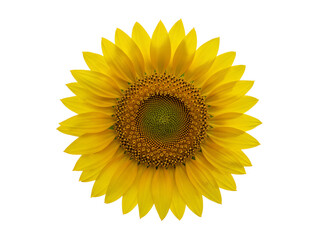 Fototapeta premium Close up of a bright yellow sunflower head with detailed petals and seeds isolated on transparent background