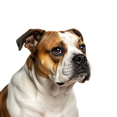 Close-up portrait Bulldog isolated on white background