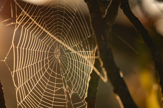 Intricate spider web illuminated by early morning sunlight at dawn
