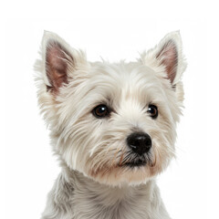 Close-up portrait West Highland White Terrier isolated on white background