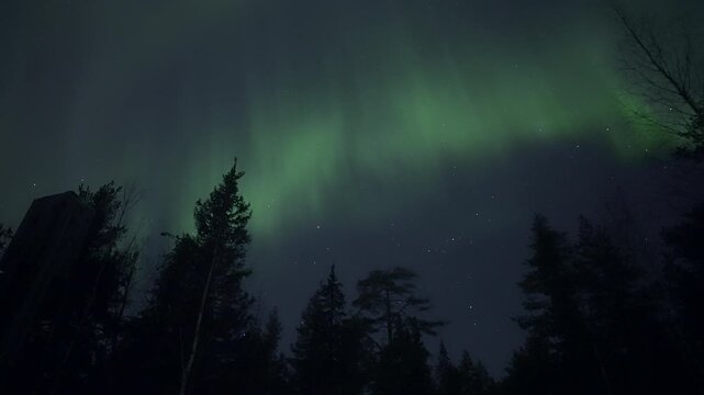 Auroras dancing above a forest, real-time video