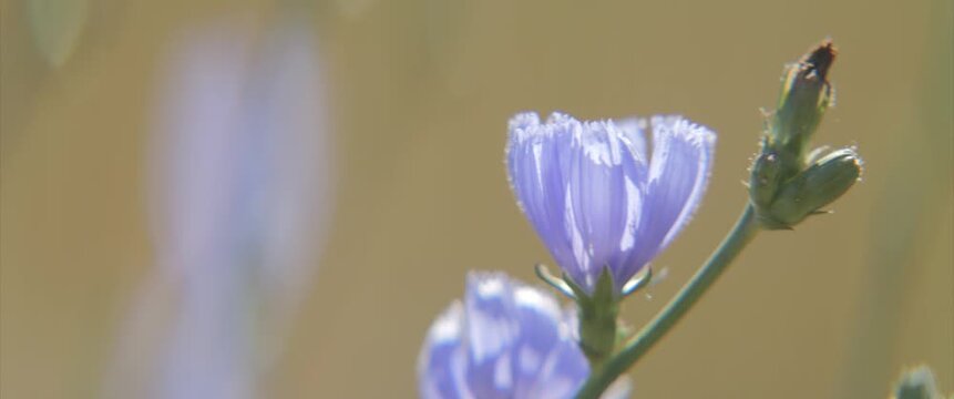 Plant stem and flower of Cichorium intybus scope 4K video
