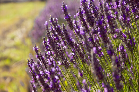 Lavender flowers in a field